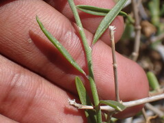 Polygala bowkerae