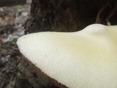 Volvariella bombycina flaviceps