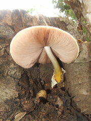 Volvariella bombycina flaviceps