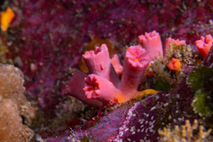 Tubastraea