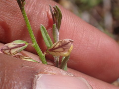Polygala bowkerae