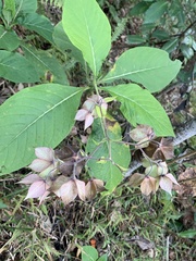 Trichodesma calycosum