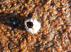 Austromegabalanus nigrescens