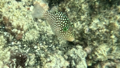 Canthigaster jactator