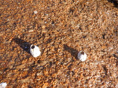 Austromegabalanus nigrescens