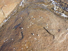 Austromegabalanus nigrescens