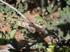 Empusa binotata