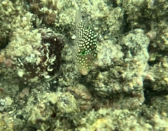 Canthigaster jactator