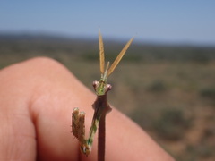 Empusa binotata