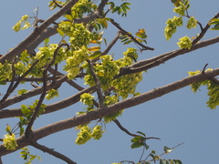 Ailanthus fordii