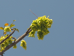 Ailanthus fordii