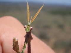 Empusa binotata