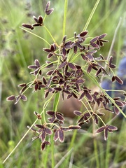 Cyperus concinnus
