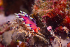 Coryphellina exoptata