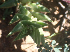 Crassula capitella