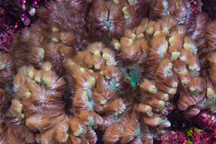 Heterodactyla hemprichi