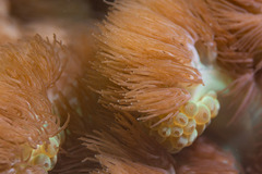 Heterodactyla hemprichi