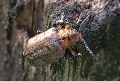 Poneridia semipullata