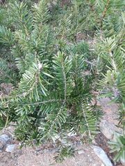 Abies firma