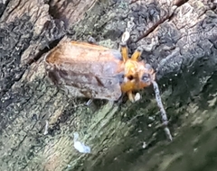 Poneridia semipullata