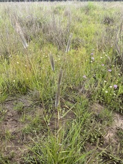 Dichanthium sericeum