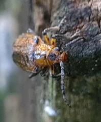 Poneridia semipullata