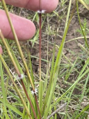 Dichanthium sericeum