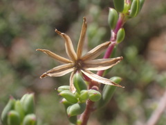 Senecio acutifolius