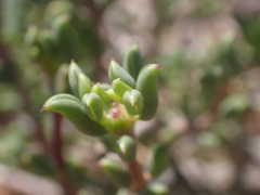 Senecio acutifolius