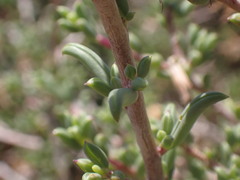 Senecio acutifolius