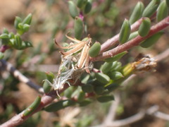Senecio acutifolius