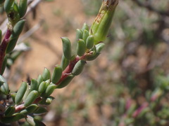 Senecio acutifolius