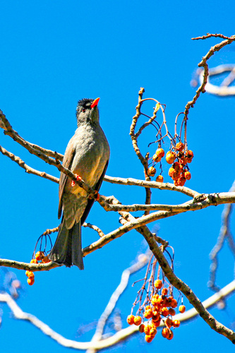 Malagasy Bulbul