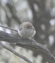 Acanthiza uropygialis