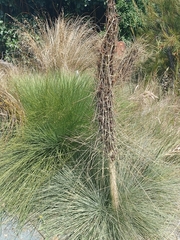 Aciphylla subflabellata