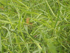 Scleria sumatrensis