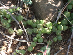 Curio rowleyanus