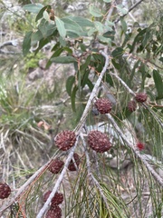 Allocasuarina