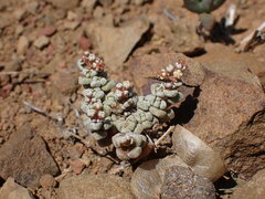 Crassula corallina