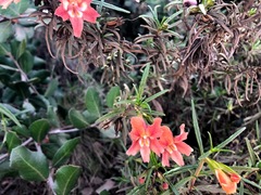 Diplacus × australis