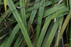 Dianella nigra