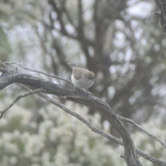 Acanthiza uropygialis