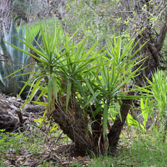 Yucca gigantea
