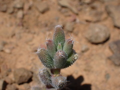 Trichodiadema