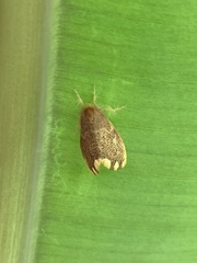 Lymantriinae