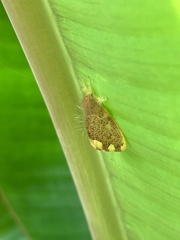 Lymantriinae