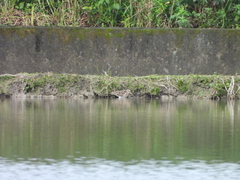 Gallinago gallinago