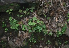 Doryopteris concolor