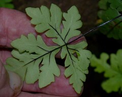 Doryopteris concolor