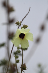 Hibiscus ludwigii
